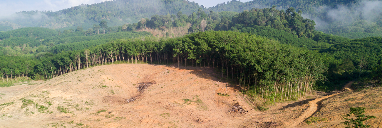 Regenwaldabholzung im Amazonas