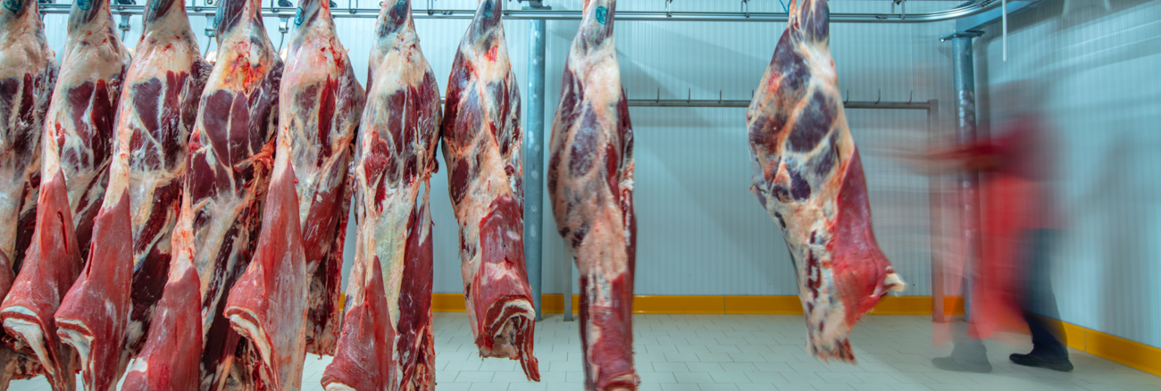 Ein Arbeiter schiebt Rinderhälften im Kühlhaus einer Fleischfabrik © iStock/asikkk