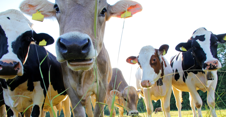 Kühe auf der Weide © iStock/Astrid860