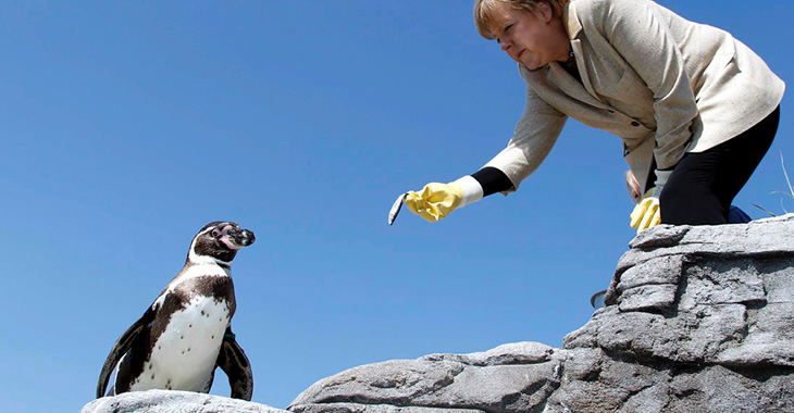 Angela Merkel trägt gelbe Gumminhandschuhe und streckt einem Pinguin einen Fisch hin © ddp images