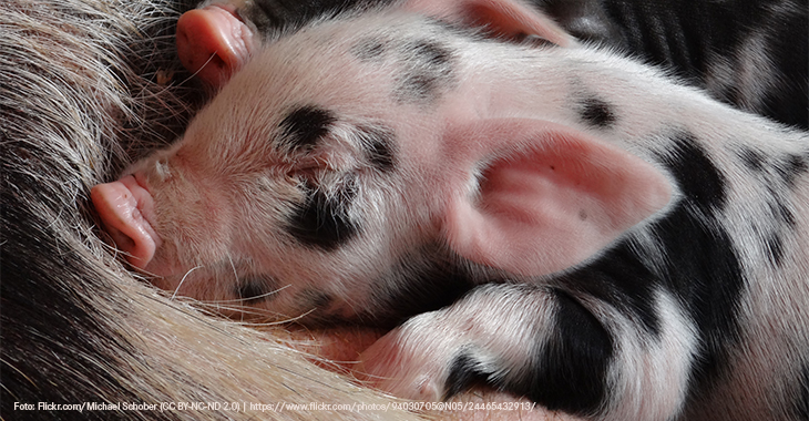 Ferkel schwein 730x380