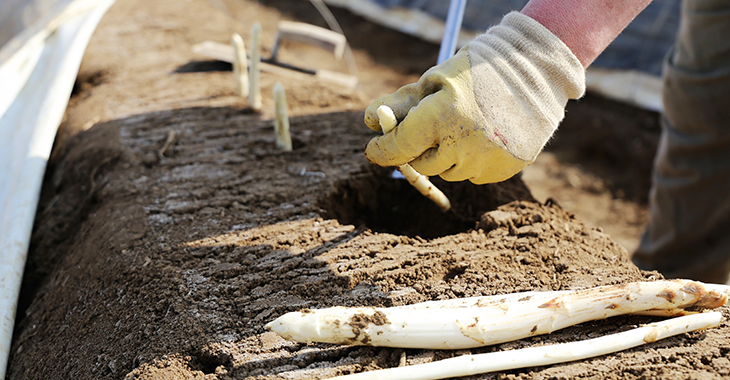 Ein Erntehelfer sticht Spargel. Foto: © iStock.com/U. J. Alexander