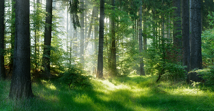 Waldlichtung im Sonnenschein | Foto: © istock.com/AVTG