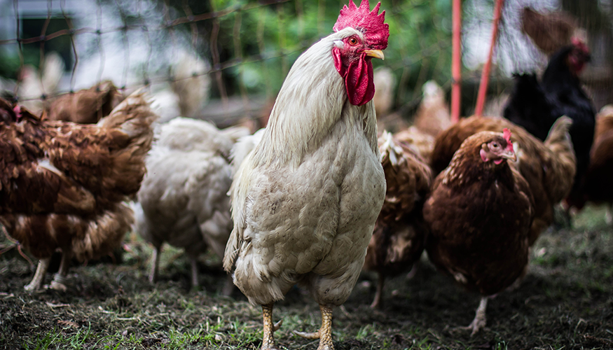 Huhn Hahn Geflügel Bruderhahn | Foto: Flickr.com/Christian Skubich (CC BY 2.0)