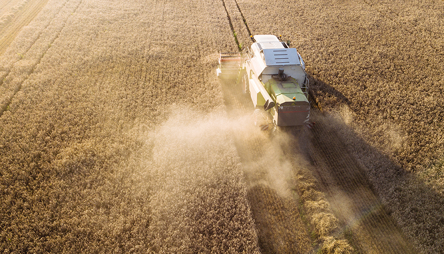 Dürre in Deutschland: Mähdrescher bei der Ernte